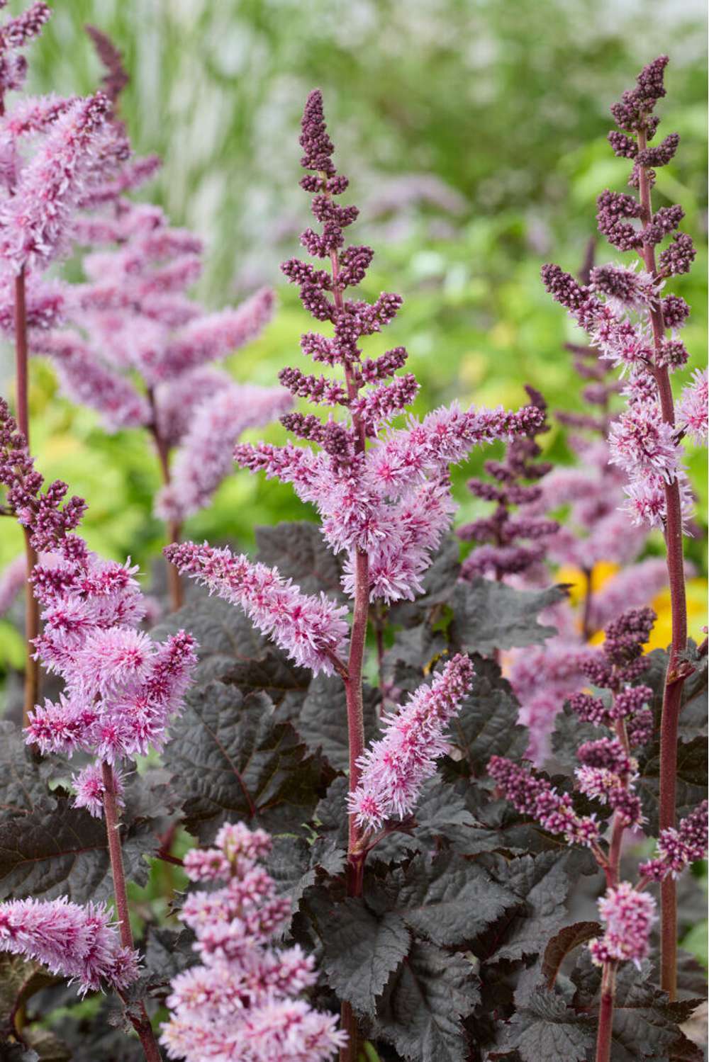 Astilbe 'Dark Side of The Moon'
